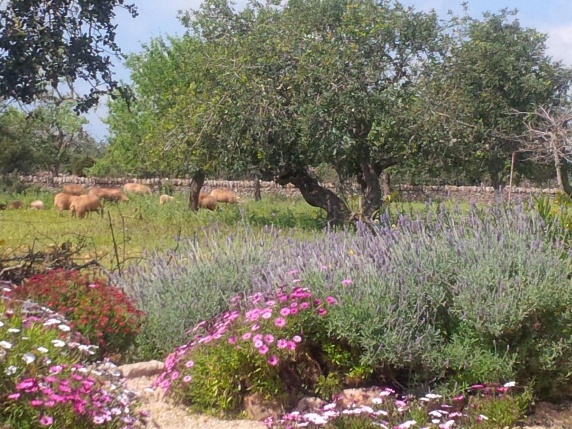 Finca Son Marimon (Adults Only) Santanyí Buitenkant foto